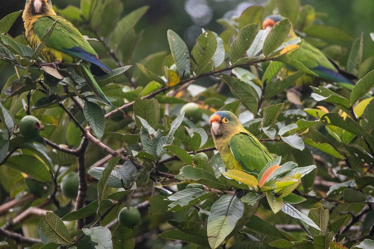 Orange-fronted Parakeet - ML644563011