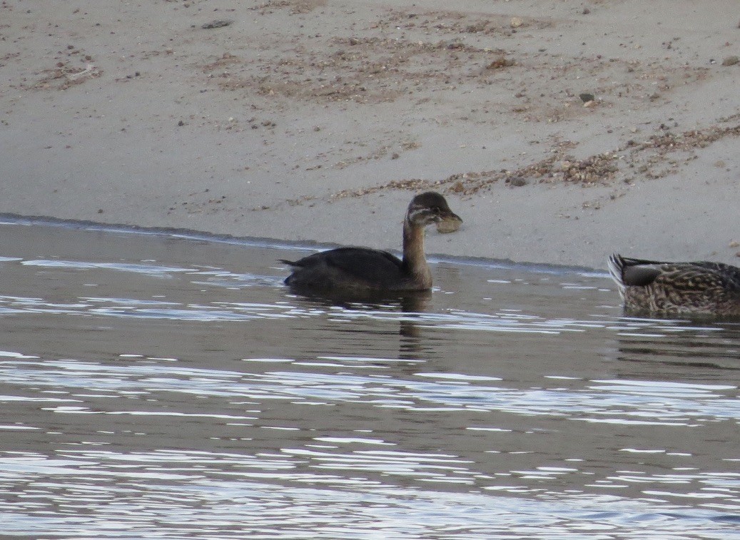 Pied-billed Grebe - ML644563012