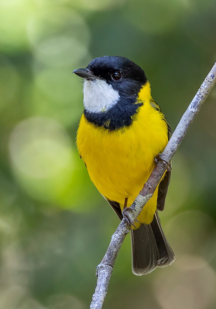 Golden Whistler - ML644563030