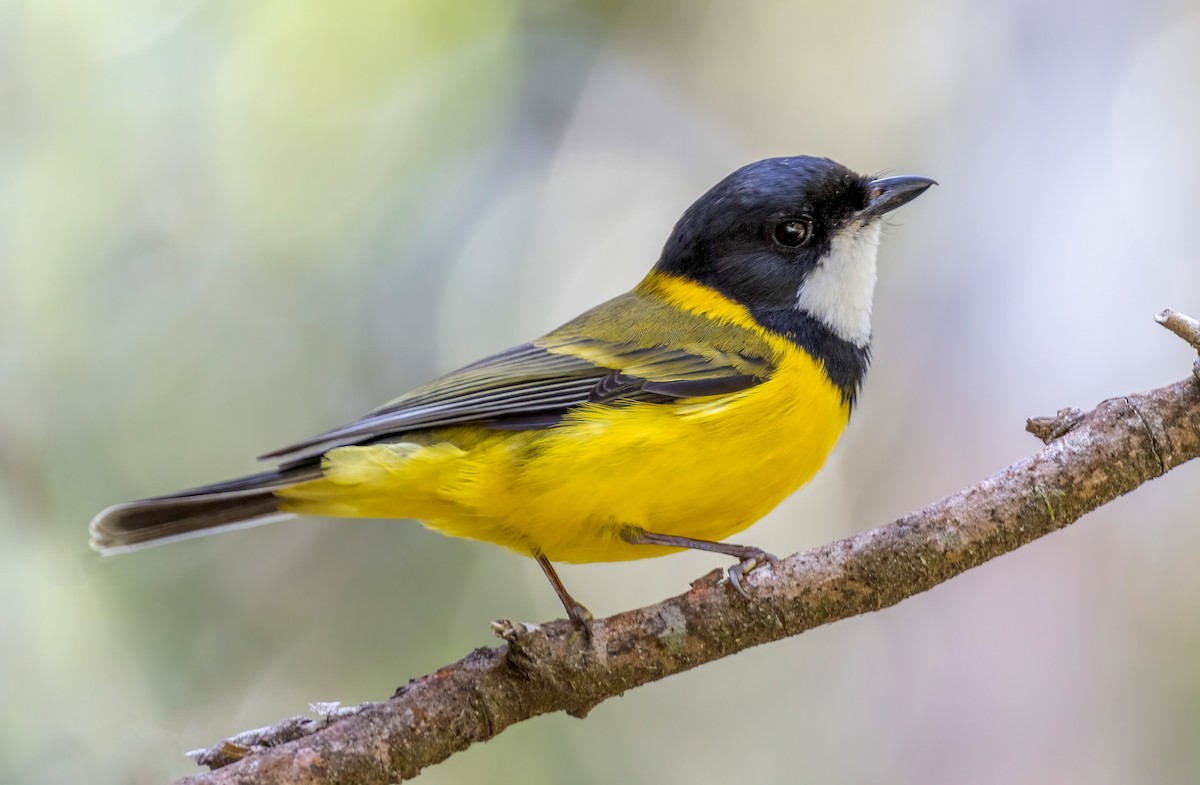 Golden Whistler - ML644563032