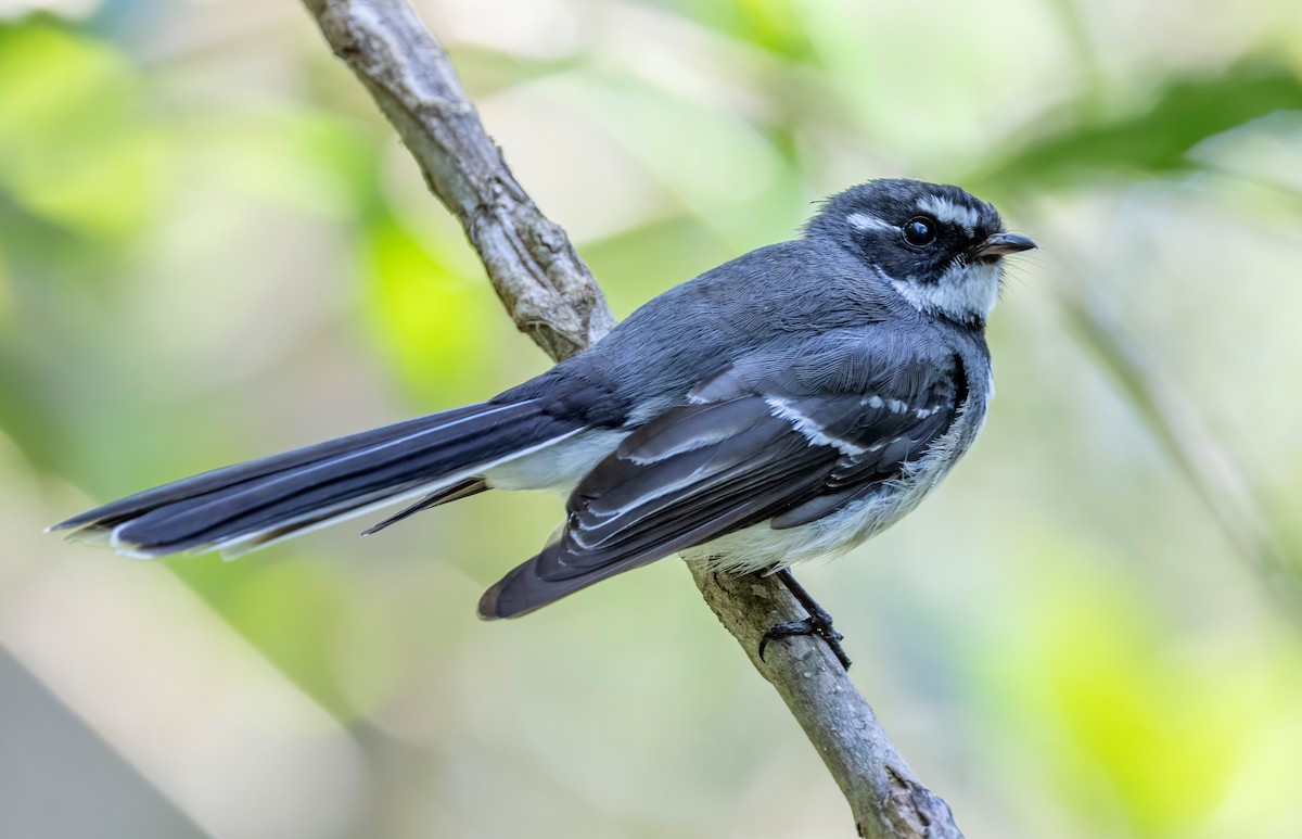 Gray Fantail - ML644563042