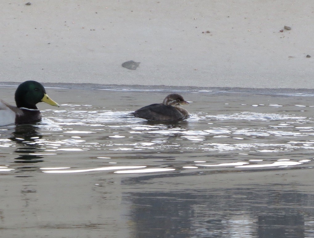 Pied-billed Grebe - ML644563043