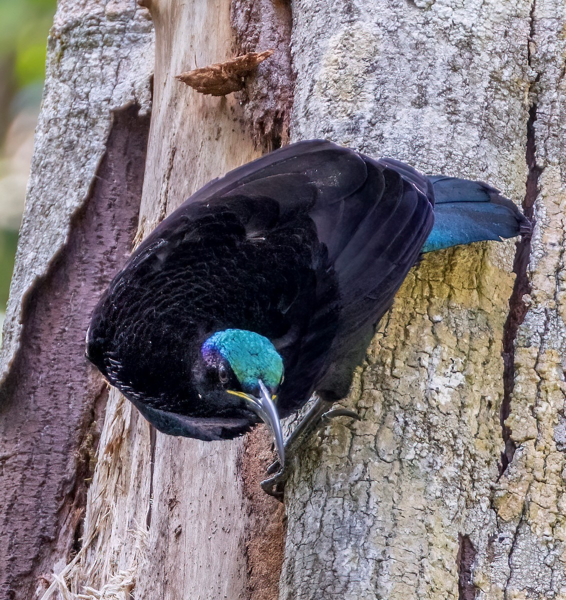 Paradise Riflebird - ML644563045