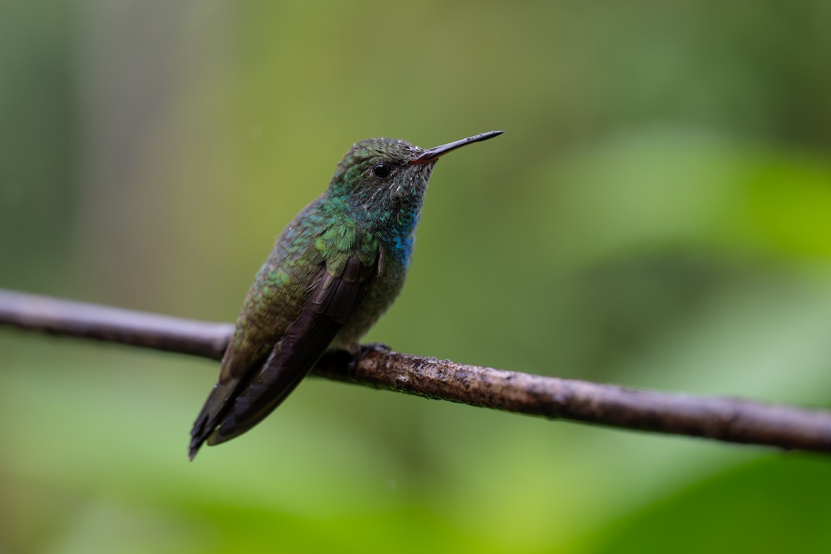 Versicolored Emerald - ML644563049