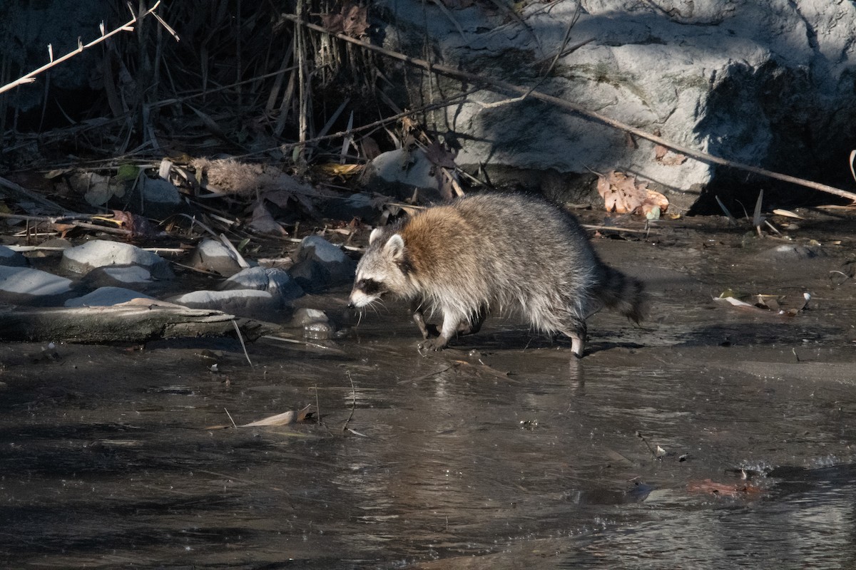 動物界 - ML644563052