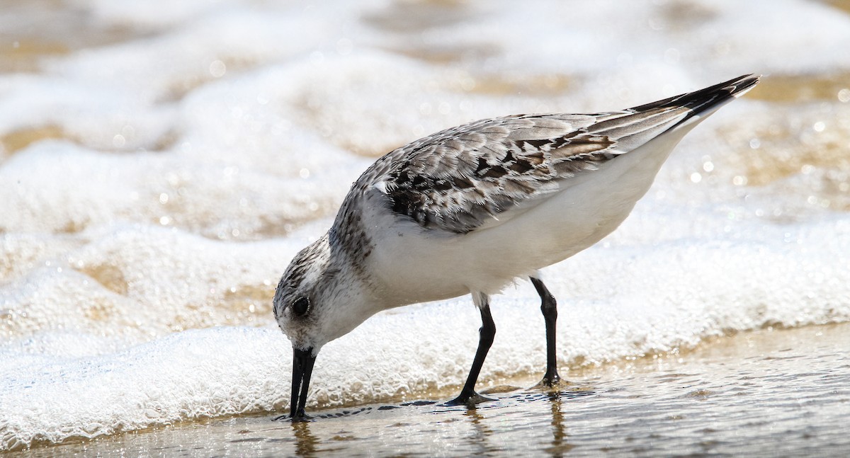 Ak Kumkuşu - ML644563054