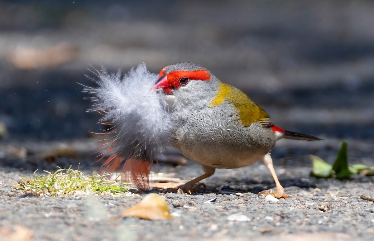 Red-browed Firetail - ML644563056