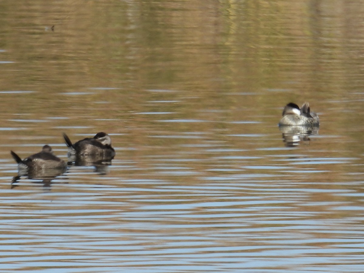 Американская савка - ML644563072