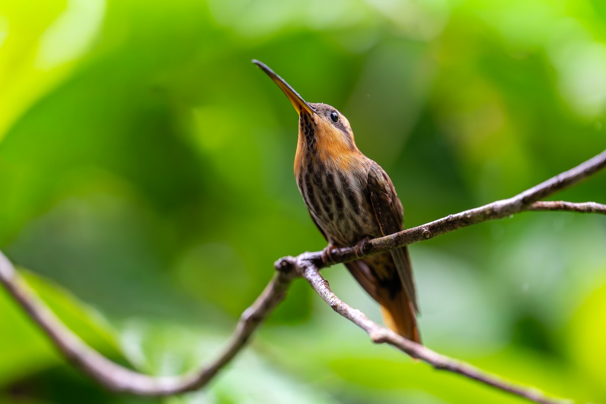 Saw-billed Hermit - ML644563074