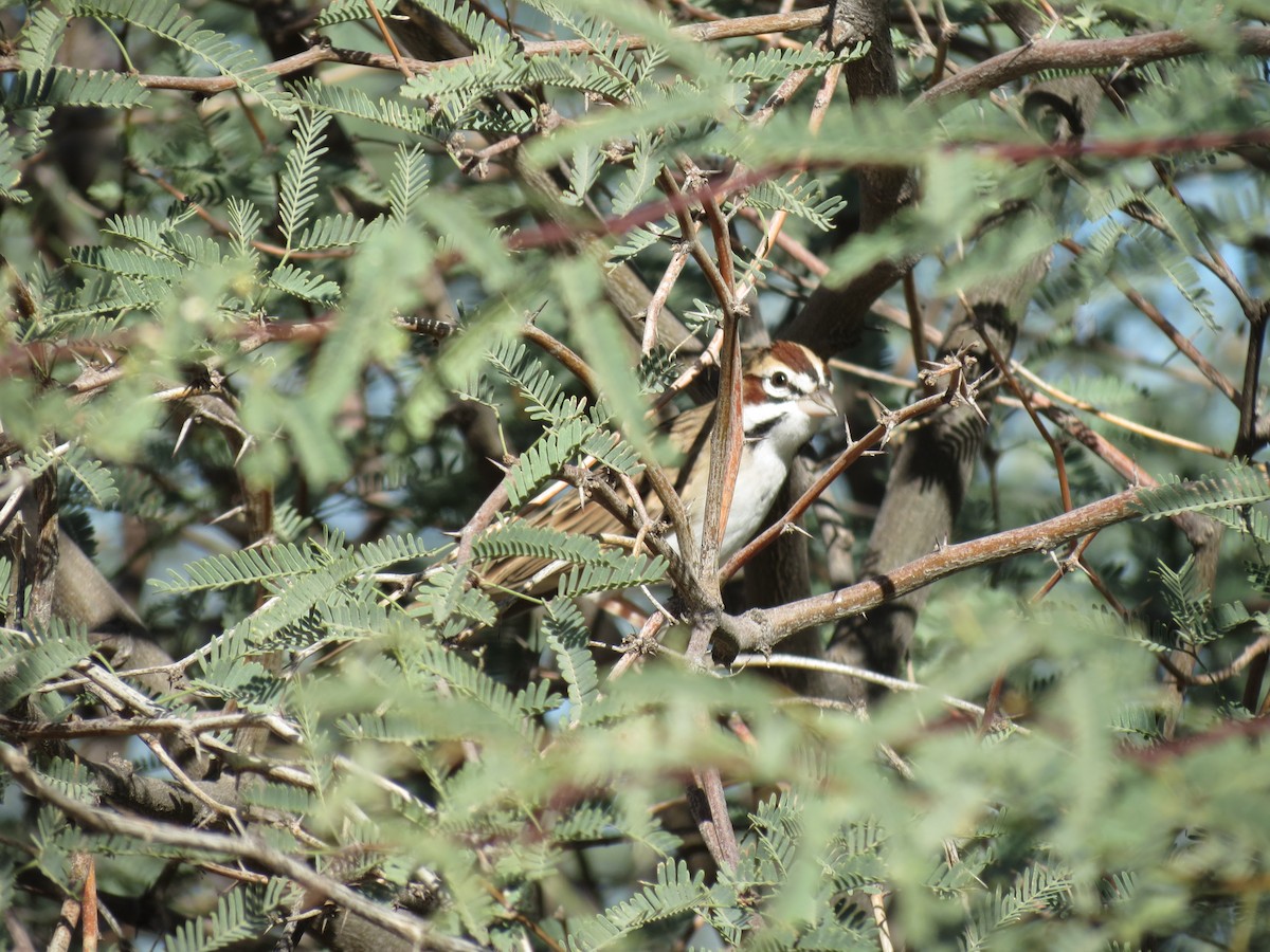 Прерийная овсянка - ML644563079