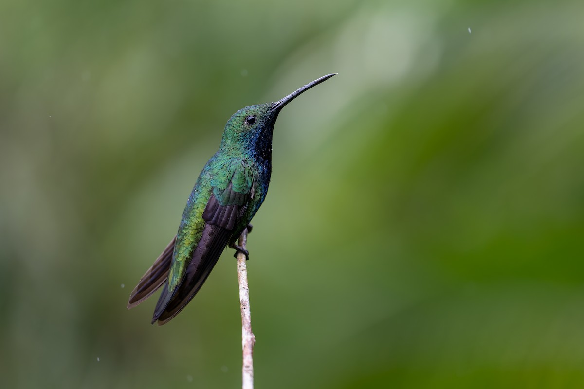 Black-throated Mango - ML644563086