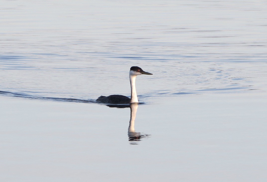 Western Grebe - ML644563088
