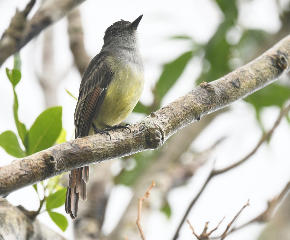 Большеголовый миарх - ML644563093