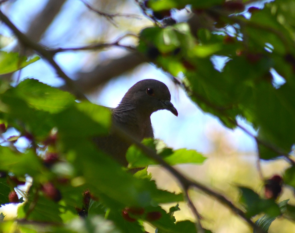 Темнохвостый голубь - ML644563094