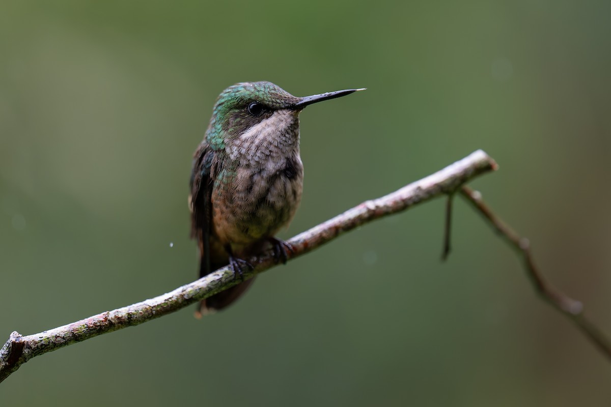 Festive Coquette - ML644563096