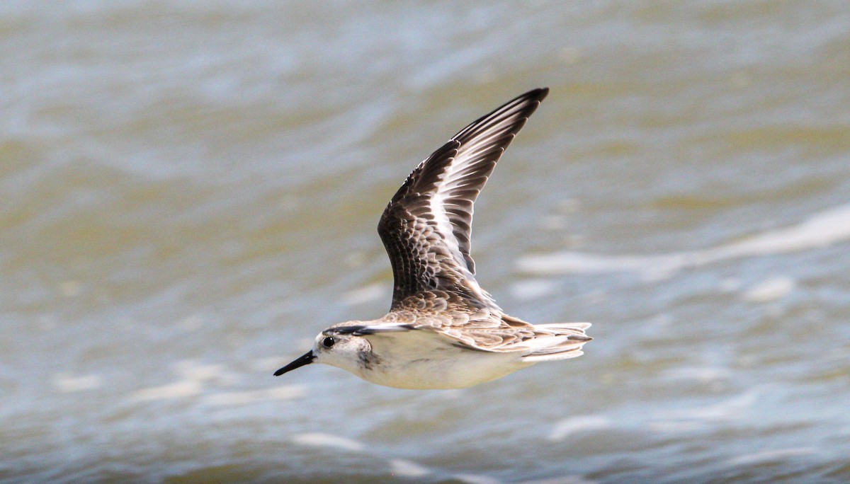 Песчанка - ML644563102