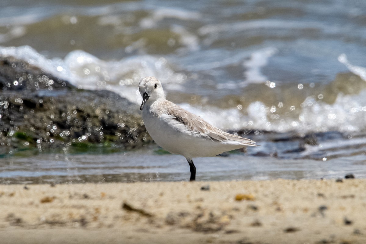 Песчанка - ML644563103