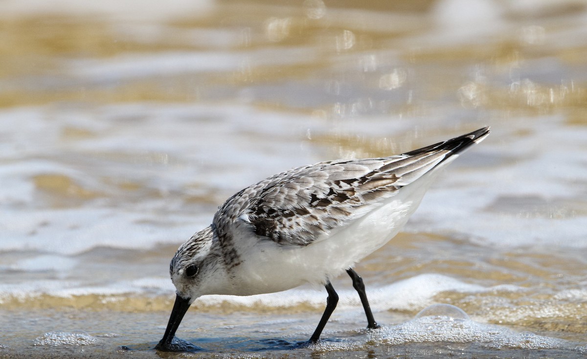 Песчанка - ML644563104