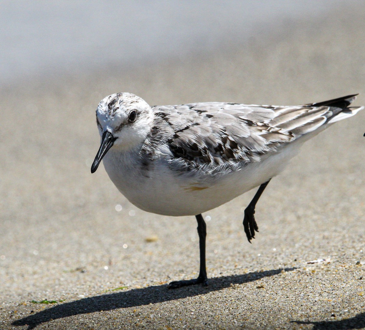 Песчанка - ML644563105