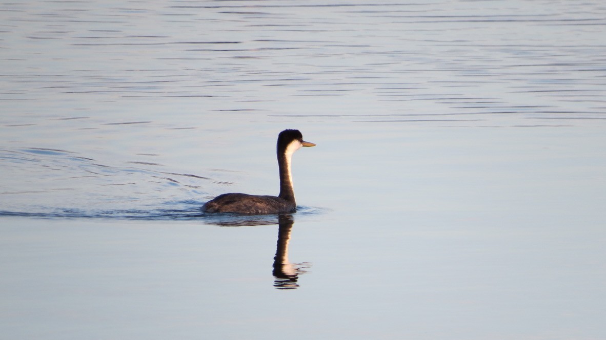 Западная поганка - ML644563114