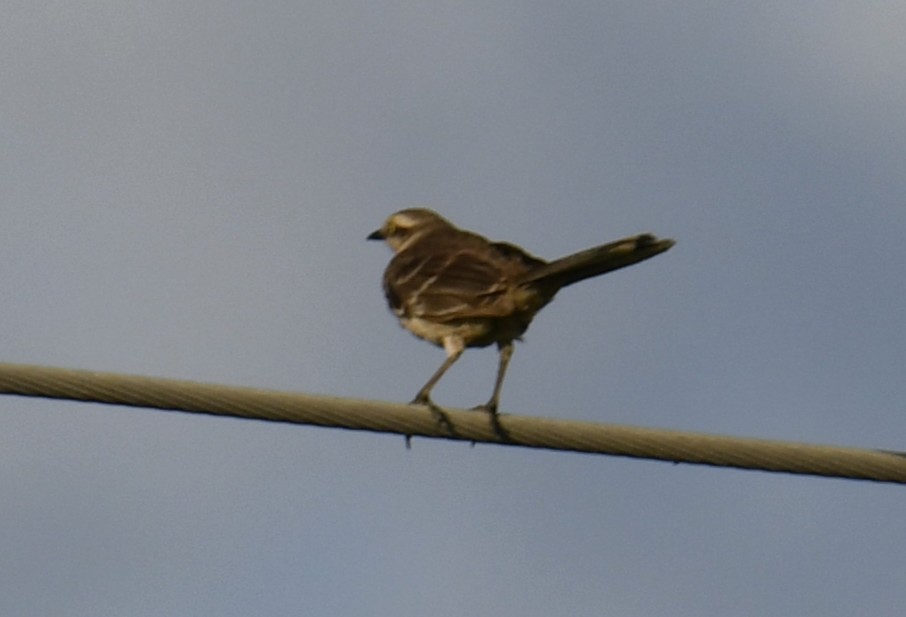 Белобровый пересмешник - ML644563115