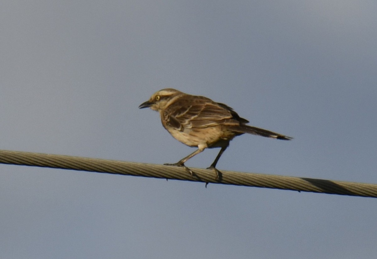 Белобровый пересмешник - ML644563116