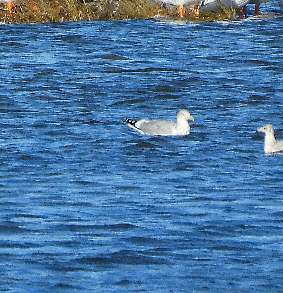 Американская чайка - ML644563119