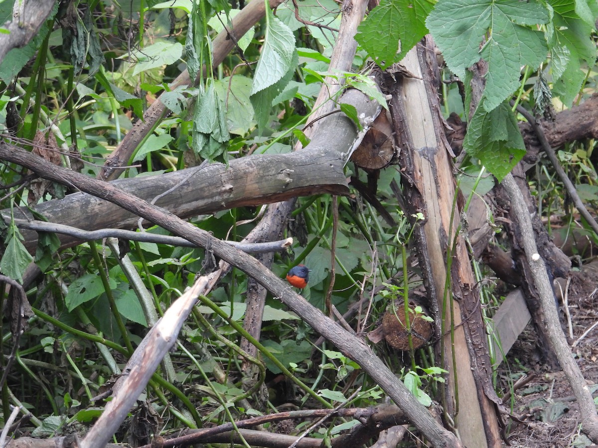 Черногорлая канделита - ML644563120