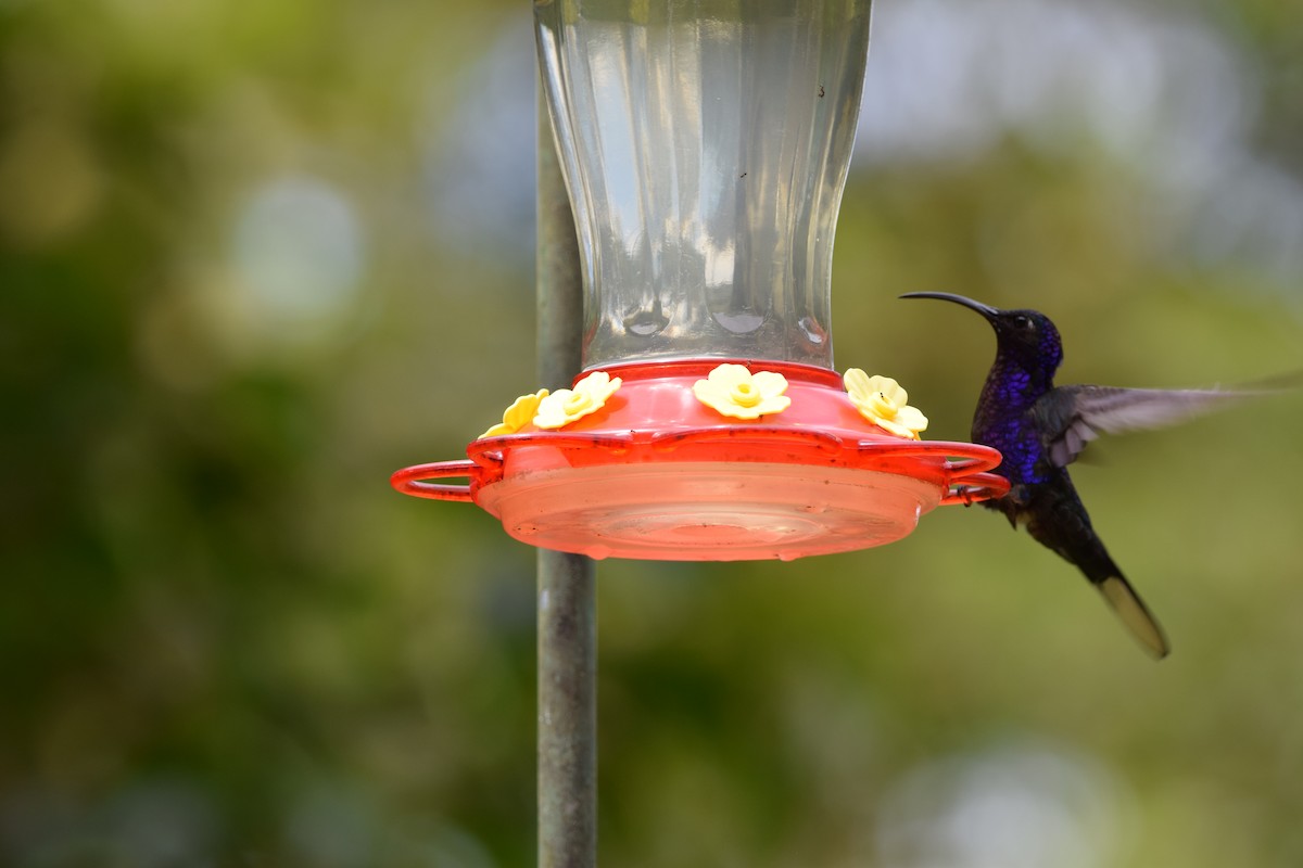 Фиолетовый саблекрыл - ML644563121