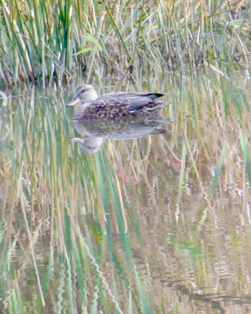 Серая утка - ML644563122