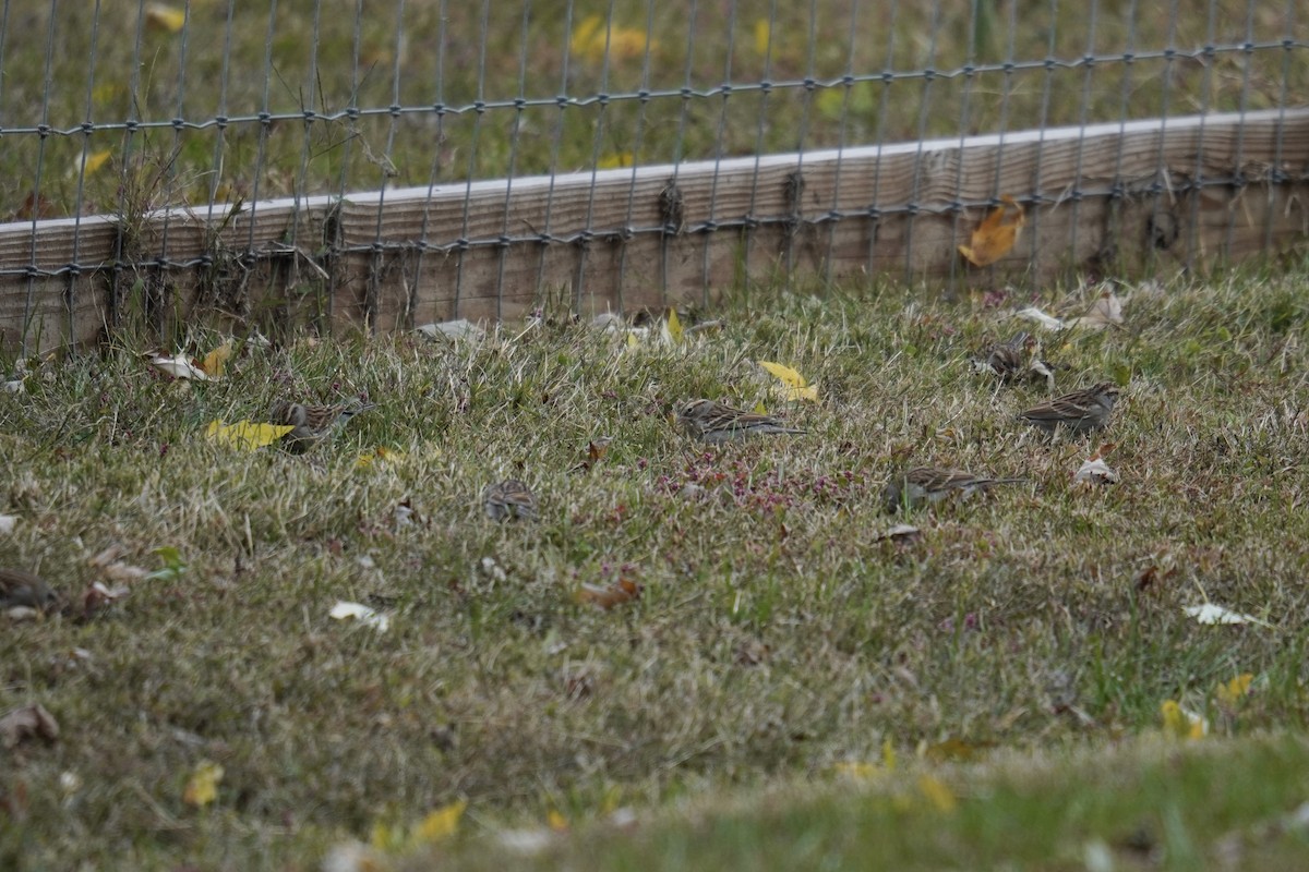 Малая воробьиная овсянка - ML644563124