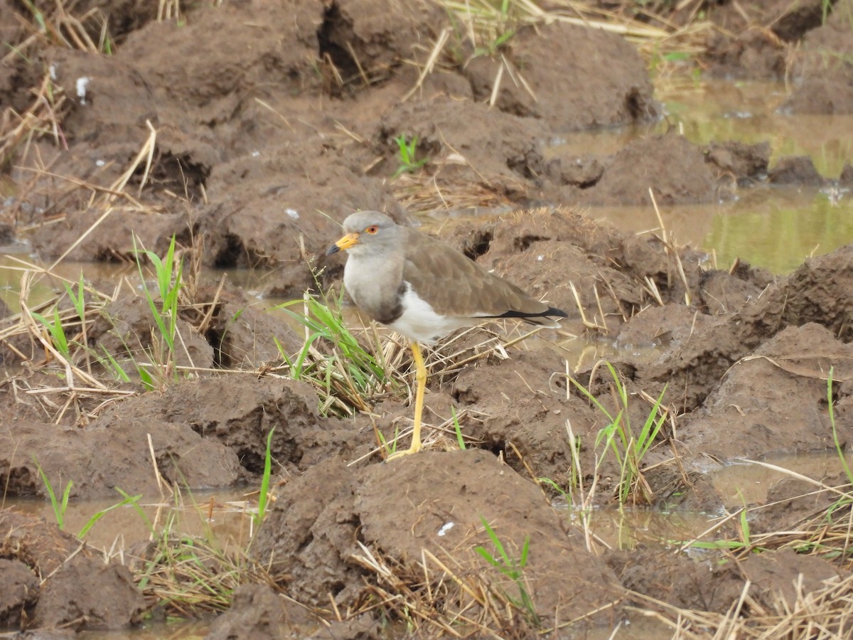 Серый чибис - ML644563129