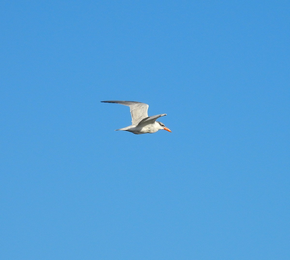 Чеграва - ML644563130