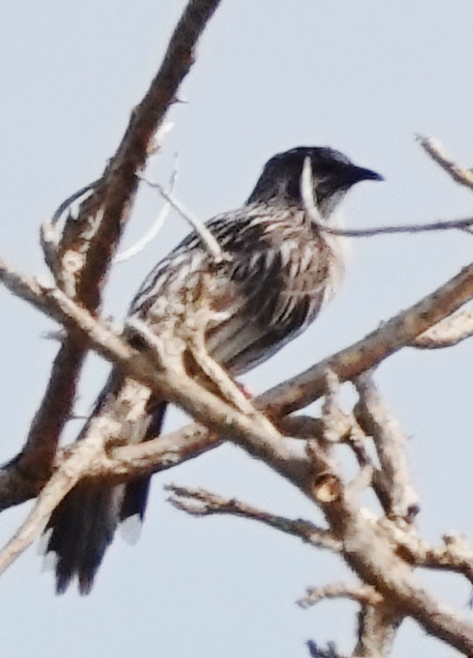 Краснолопастный серёжкоух - ML644563132