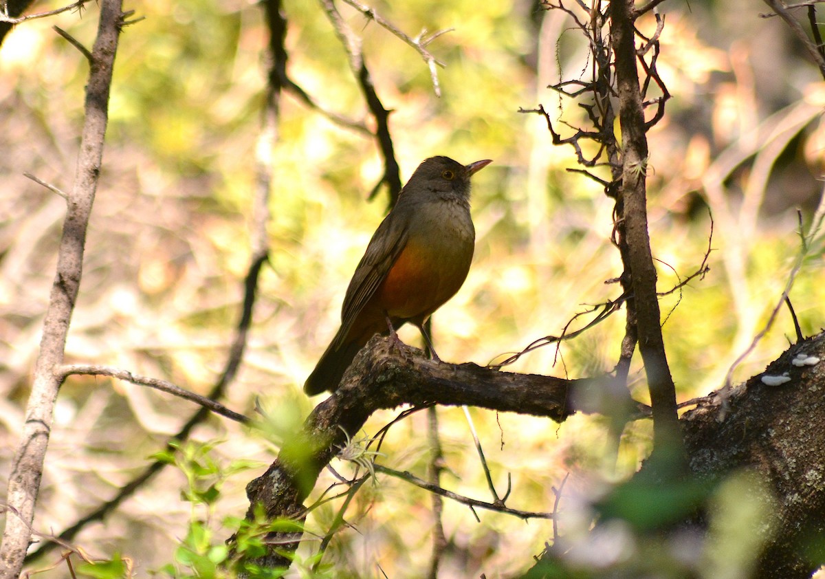 Rufous-bellied Thrush - ML644563133