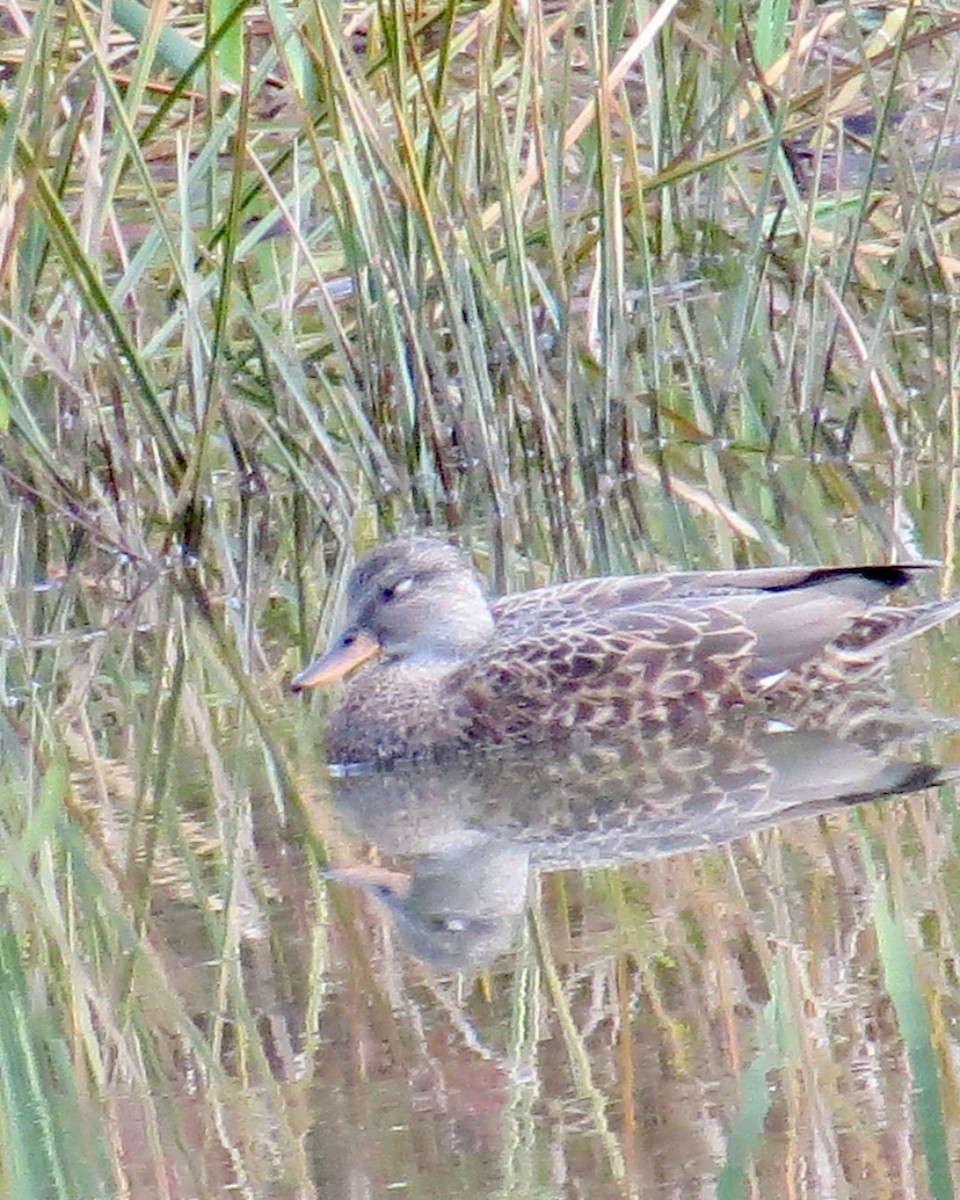 Серая утка - ML644563134