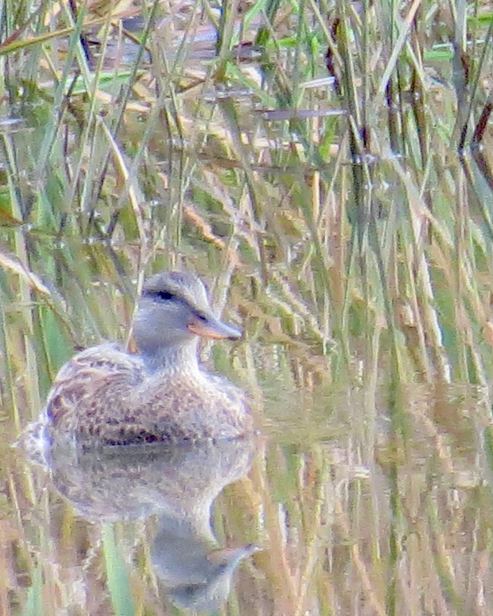 Серая утка - ML644563135
