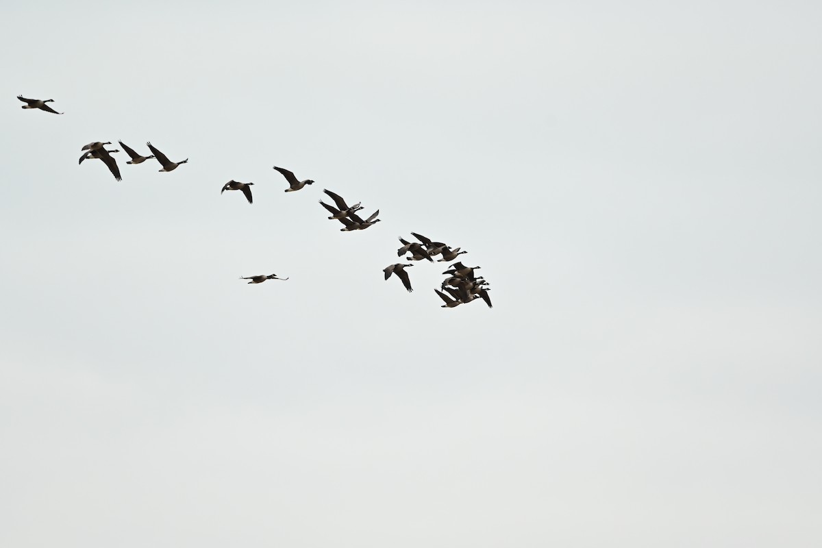 Канадская казарка - ML644563138