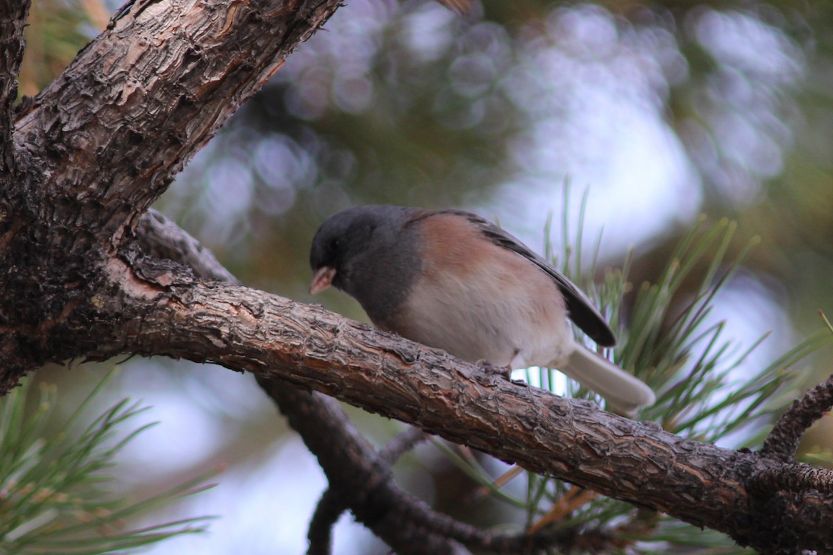 Серый юнко (Орегонский) - ML644563139
