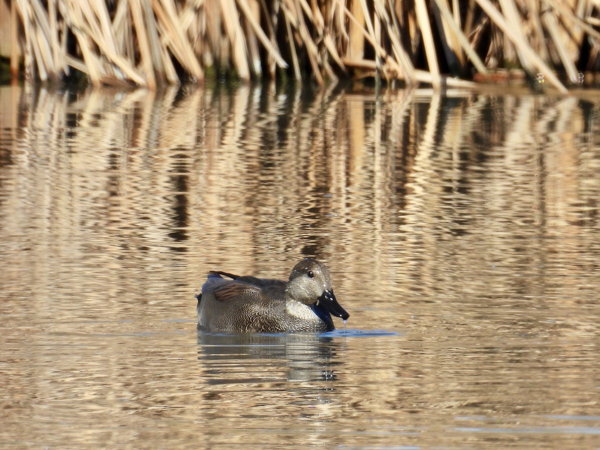 Серая утка - ML644563146