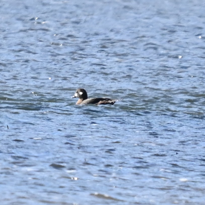 Каменушка - ML644563149