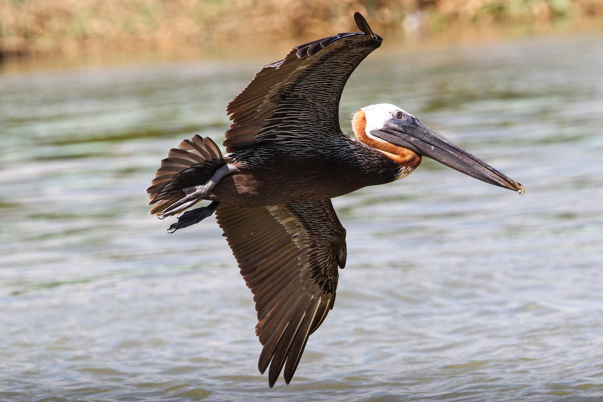 brunpelikan - ML644563150