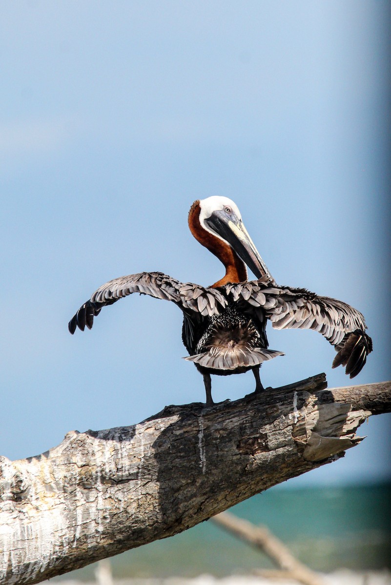 brunpelikan - ML644563151