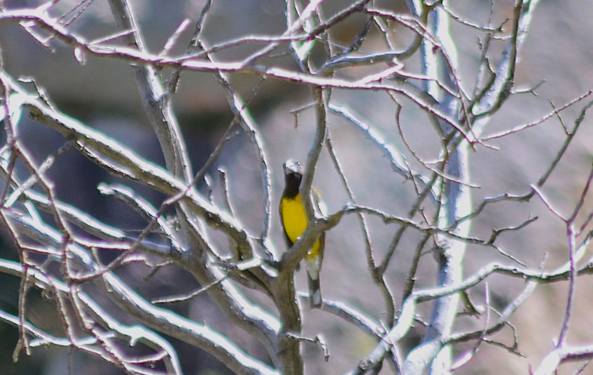 Black-backed Grosbeak - ML644563158