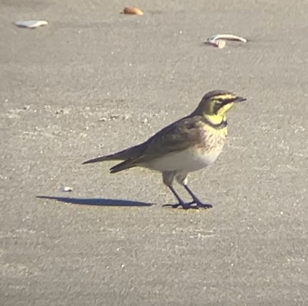 Жайворонок рогатий - ML644563165