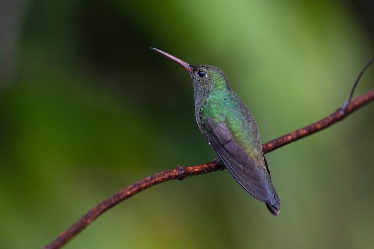 Glittering-throated Emerald - ML644563168