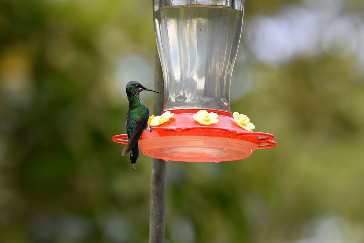 Колібрі-діамант колумбійський - ML644563169