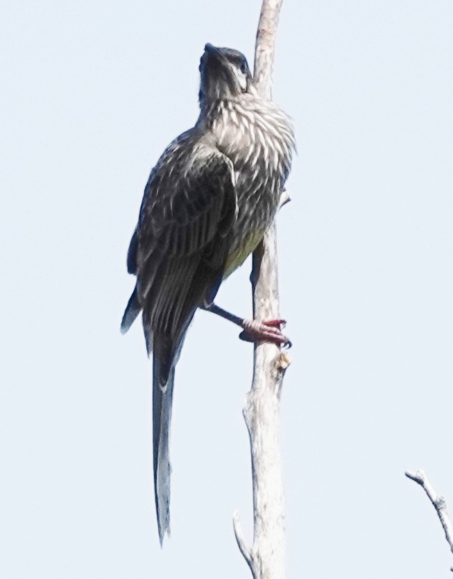 Red Wattlebird - ML644563171