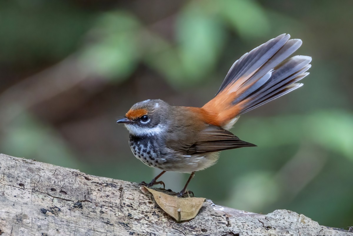 Australian Rufous Fantail - ML644563172