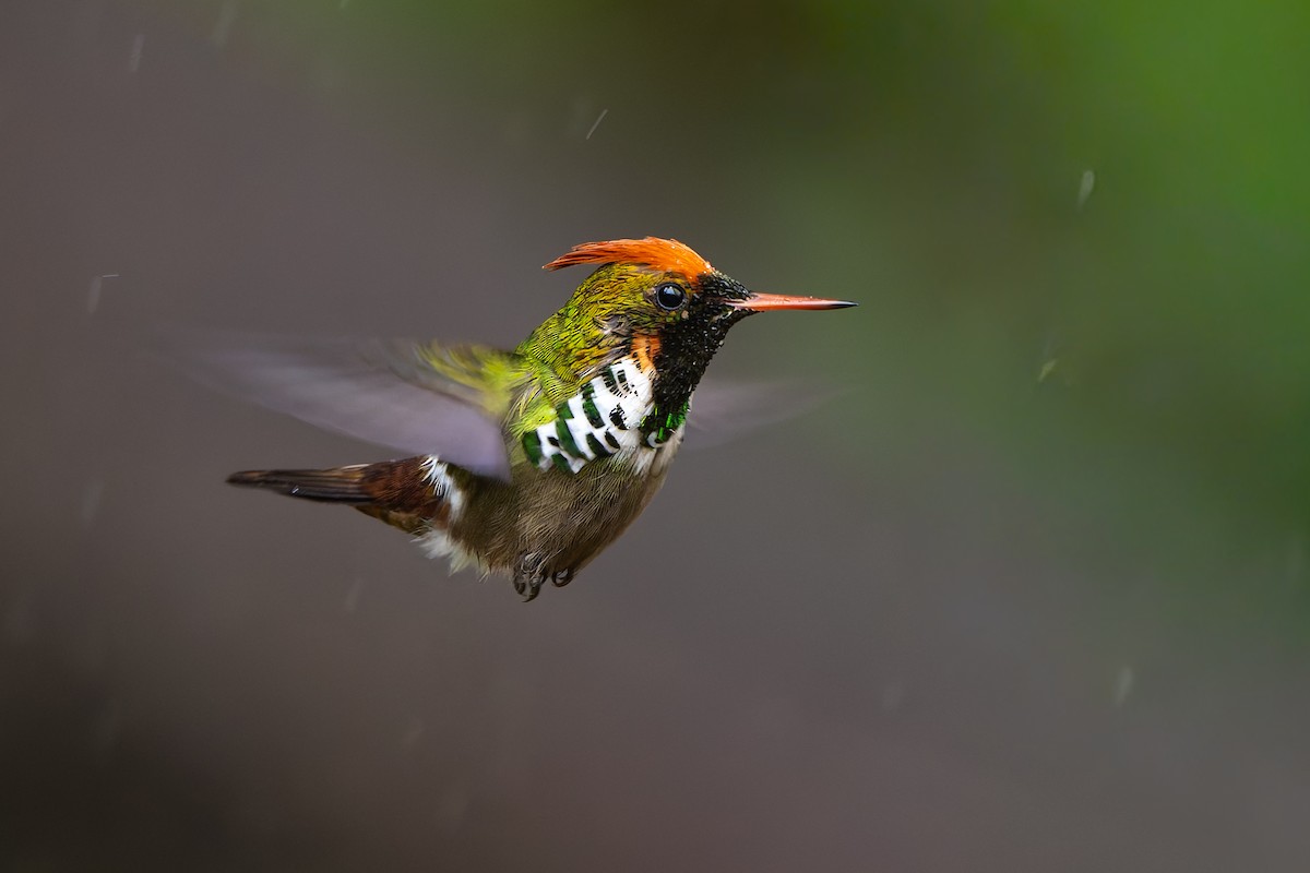Frilled Coquette - ML644563178